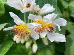 Image result for Sparrmannia