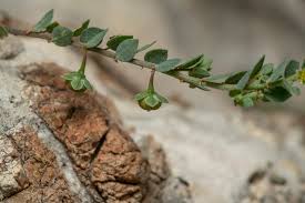 Image result for Andrachne