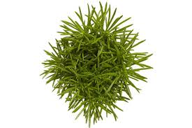 Image result for Senecio greenwayi