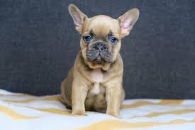 These puppies are tiny little treasures that will thrill their new homes with so much fun and joy because of. French Bulldog Ranch French Bulldog For Sale