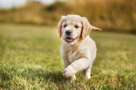 Maybe you would like to learn more about one of these? 5 Things You Should Know Before Getting A Golden Retriever Animalso