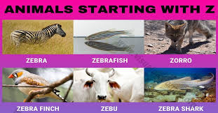 With habitats ranging from tropical rainforest to desert, africa is home to many the african animals included in the list below represent just a fraction of the continent's amazing biodiversity. Animals That Start With Z 12 Interesting Names Of Animals Beginning With Z Visual Dictionary