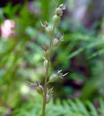 Image result for Lintonia nutans