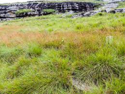 Image result for Monocymbium ceresiiforme