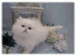Teacup Persian Kittens Sale Kitten Advice