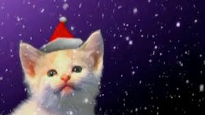 And why do cats meow at night in the first place? Jingle Cats Perform Meow Version Of Silent Night Video Life And Style The Guardian