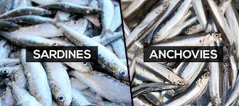 How to use canned sardines. The Difference Between Sardine Frozen And Anchovies Sardine Fish Indonesia Sardine Container Sardine Frozen Sardine Grading Machine