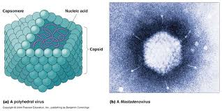 Pin On Virologia