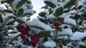 Amazing, But It Snows In Naples Florida Every Christmas Season! | Travels  With Tam