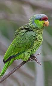 Amazona Guayabera Lilac Crowned Parrot Blaukappenamazone Amazone A Couronne Lilas Amazon Parrot Parrot Tropical Birds