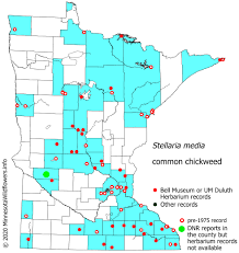 Image result for Stellaria mannii