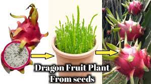 Wivaye 100psc fruit insect bird proof bag,fruit plants flowers seeds protection netting bags for fruit vegetable grapes mesh bag against seedling bagging. Easiest Way Of Grow Dragon Fruit Plant From Seeds At Home Youtube
