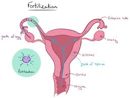 We did not find results for: Egg Meets Sperm Article Embryology Khan Academy