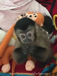 We did not find results for: Capuchin Monkeys For Sale