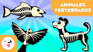Resultado de imagen de ANIMALES VERTEBRADOS