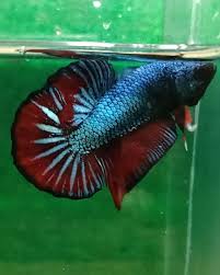 Originating from thailand, plakat betta fish is identic with the combating betta and closely related to wild betta. A Cool Giant Plakat Tail Combination Betta Fish Fish Tank Live