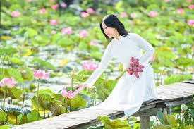 hoa sen ...