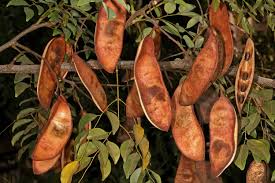 Image result for Erythrophleum