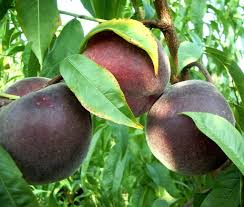 Image result for Prunus persica