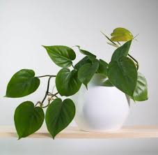 You can tell when a philodendron needs water because its leaves will appear wilted. Heartleaf Philodendron Indoor House Plants Foliage Plants