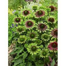 Perennial Green Twister Coneflower Flower Farm Shade Plants Echinacea