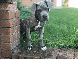 Healthy, purebred cane corso puppies directly from ethical breeders. Virginia Beach Va Cane Corso Meet Arrow Oh A Pet For Adoption