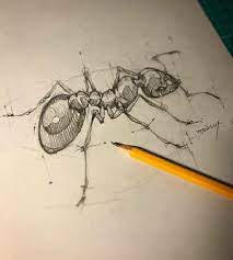 Ant Drawing Insect Art Pencil Art Drawings Animal Drawings