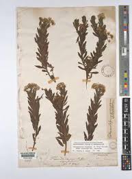 Image result for Thunbergianthus ruwenzoriensis