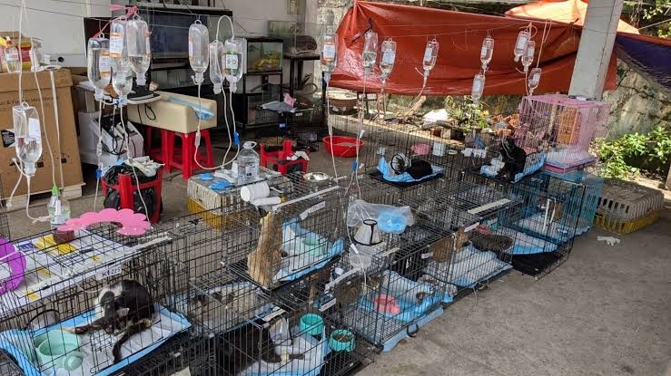 Police rescue more than 400 cats from being eaten in Vietnam in a bust of a major  animal theft ring | WJHL | Tri-Cities News & Weather