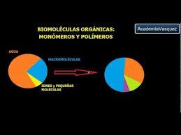 Flexibles pipes for ammonia discharged 2 skids 3 pieces 6 in x 43 in long 316ss flex h 2 pieces hose . Biomoleculas Organicas Monomeros Y Polimeros Youtube