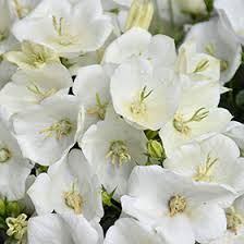 Image result for Carvalhoa campanulata