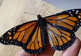 Woman Performs Wing Transplant On Injured Butterfly With Amazing Results Butterfly Broken Wings Butterfly Bedding
