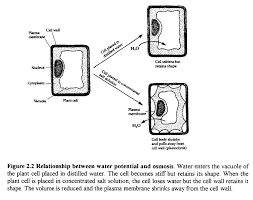 Plant cell under electron microscope. Exe