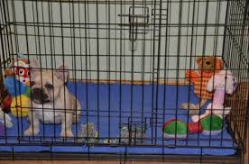 Maybe you would like to learn more about one of these? Advance Crate Training Your Puppy Advance Expert Pet Nutrition