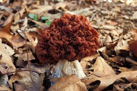 In addition, the seed pods of guanacaste resemble an elephant's ear, and thus it is also known to be the elephant ear tree in english. False Morels Mdc Teacher Portal
