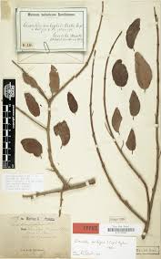 Image result for Chassalia umbraticola