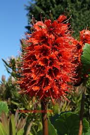 Image result for Greyia