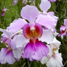 We did not find results for: Vanda Miss Joaquim Agnes The National Flower Of Singapore Orchid Flower Beautiful Orchids Orchids