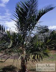 Image result for Syagrus