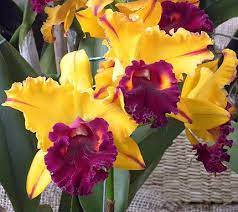 Pin On Orchids