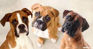 16 Things Boxer Dog Owners Know Metro News