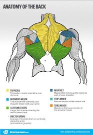 They also have a beneficial effect on your glutes and hamstrings. 8 Things You Should Never Do On Back Day Muscle Anatomy Anatomy Body Anatomy