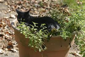 Flowers & plants, hanging baskets, plant stand s, planters, wall, railing planters planters, miracle grow potting soil, indoor planters, ceramic planters, floor planters, cared for with watering can s, potting benches, and garden stool s. Potted Catnip Plants How To Care For Container Grown Catnip