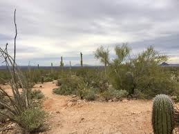 This saguaro national park trail is located in the rincon mountain district. Cactus Wren Trail 1 0 Mile In Tucson Az At Saguaro National Park Hiking Nature Outdoors Cactus Wren Trail Saguaro