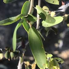 Image result for Cadaba glaberrima