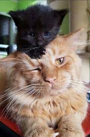 Click The Photo For More Adorable And Cute Cat Videos And Photos Cutecats Cats Kittens Catvideos Catsandkittens Cute Cats Cute Animals Cute Cat Gif
