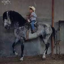 Train Em Young Via Dreamyponies Cute Little Saddle On Such A Majestic Horse Rfm Ent Horses Beautiful Horses Animals