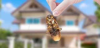 Make sure after bed bug pest treatment to leave your living place for no less than four hours and let the this will hopefully block those bed bugs from getting in, out or into your walls where they often hide. 6 Ways To Help Get Rid Of Bugs Insect Control Tips Raid