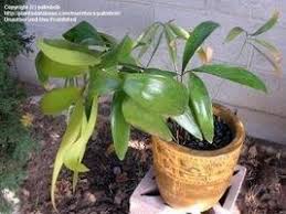 Image result for Afrothismia zambesiaca