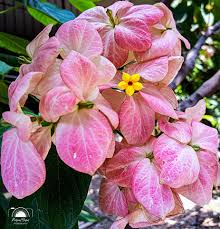 Image result for Crossandra mucronata